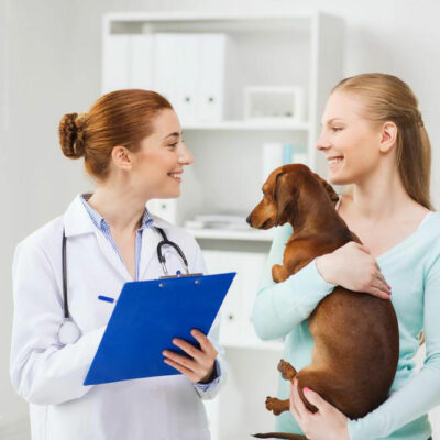 Things to Know About Cheap Pet Medicines