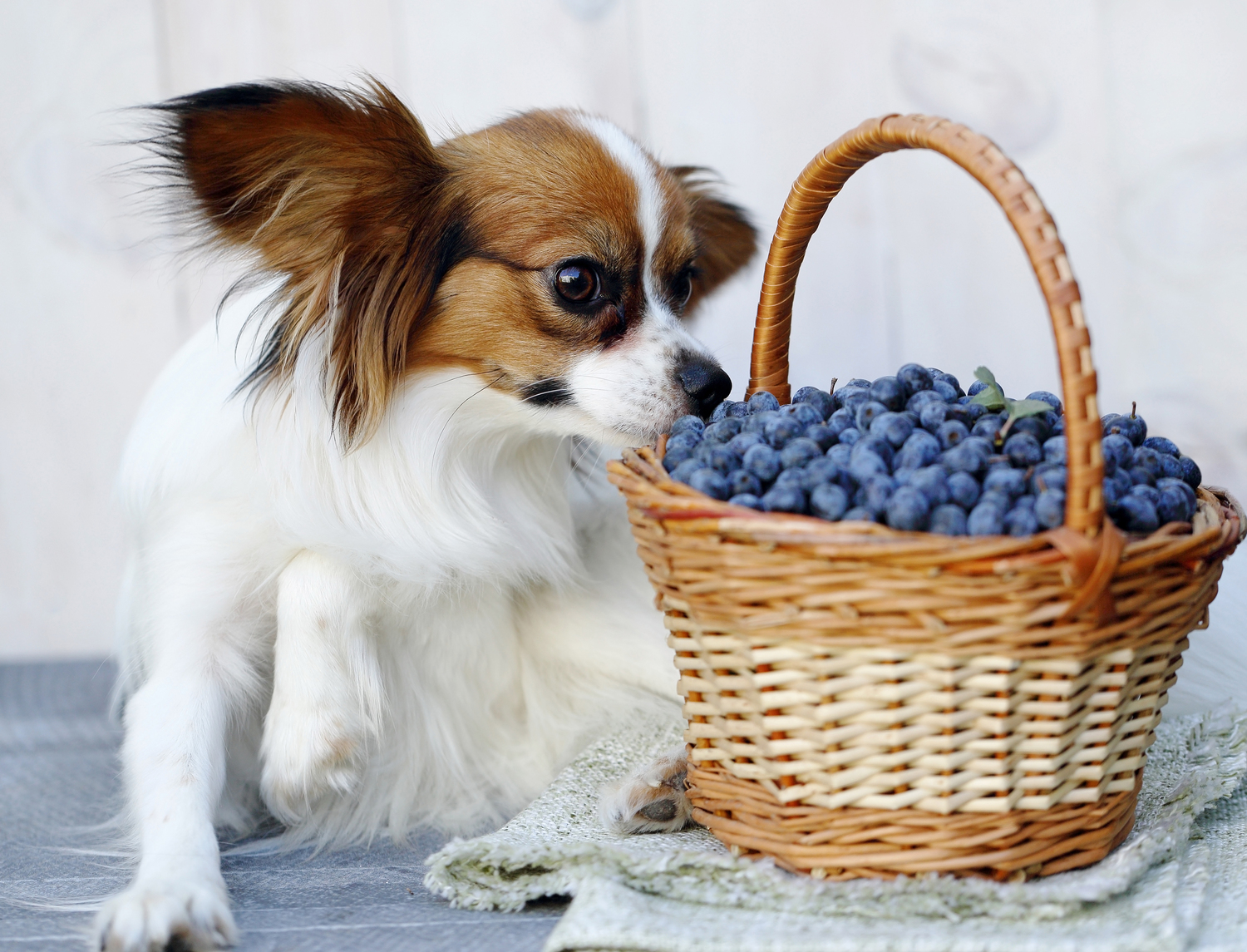 Food Allergies in Pets: Symptoms, Causes, and Treatment