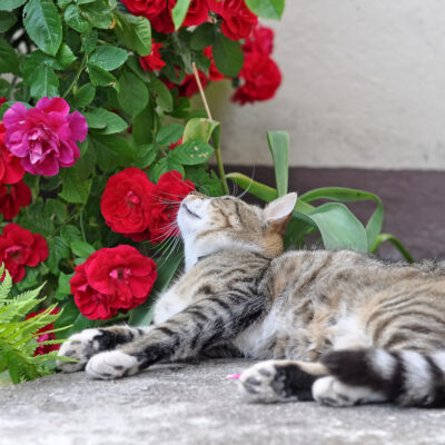 7 Houseplants that Cats are Attracted to