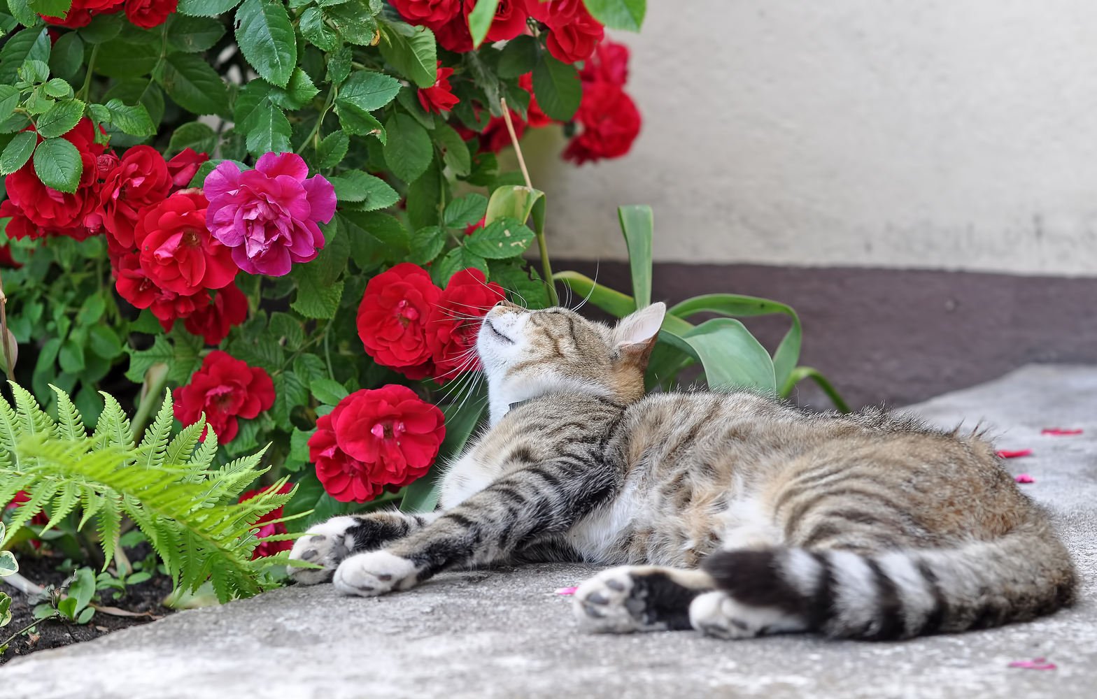 7 Houseplants that Cats are Attracted to